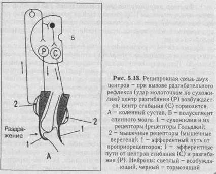 координационная деятельность цнс - student2.ru