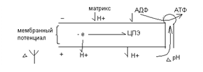 Короткая дыхательная цепь - student2.ru
