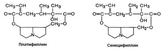 Крестовник плосколистный - Senecio platyphylloides Somm. Et Levier - student2.ru