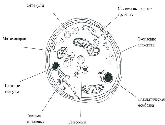 Морфологическая характеристика тромбоцитов человека - student2.ru