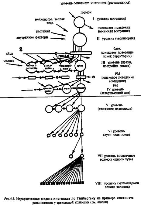 Н. Тинберген. Краткая биографическая справка - student2.ru