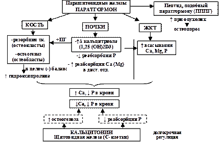 Нарушения метаболизма кальция - student2.ru