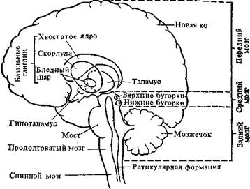 Наука, культура и мозолистое тело - student2.ru