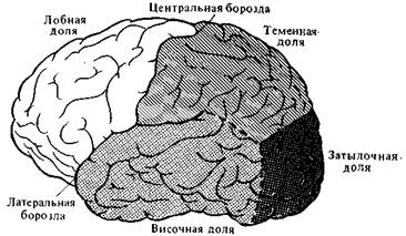 Наука, культура и мозолистое тело - student2.ru