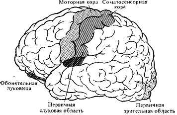 Наука, культура и мозолистое тело - student2.ru