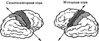 Наука, культура и мозолистое тело - student2.ru