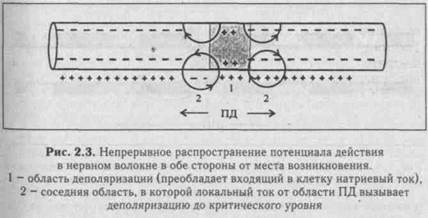 Нервное волокно как элемент рефлекторной дуги - student2.ru