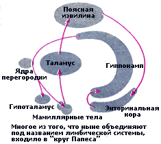 Нейронные механизмы мотивации. - student2.ru