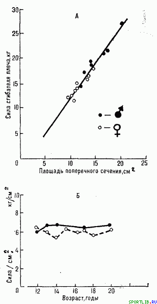 Обратимость тренировочных эффектов - student2.ru