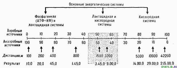 Обратимость тренировочных эффектов - student2.ru