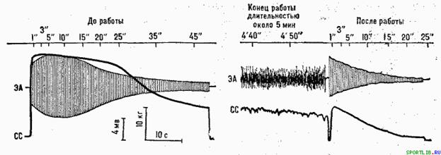 Обратимость тренировочных эффектов - student2.ru