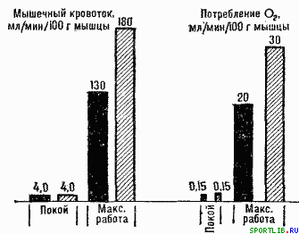 Обратимость тренировочных эффектов - student2.ru