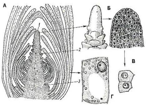 Образовательные ткани, или меристемы 1 страница - student2.ru