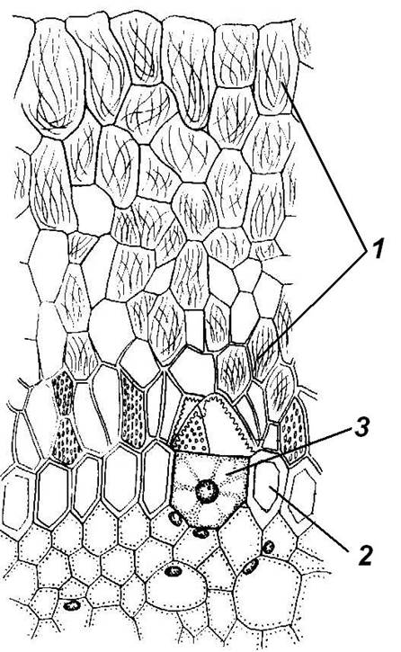 Образовательные ткани, или меристемы 5 страница - student2.ru