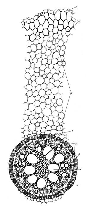 Образовательные ткани, или меристемы 5 страница - student2.ru