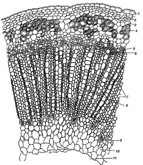 Образовательные ткани, или меристемы 7 страница - student2.ru