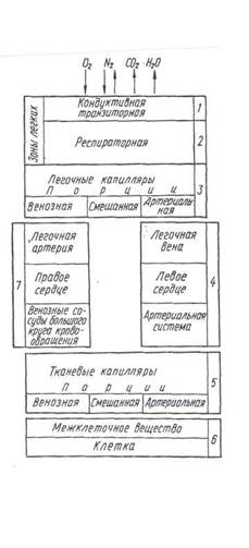 общие представления о транспорте респираторных газов и утилизации кислорода в организме - student2.ru