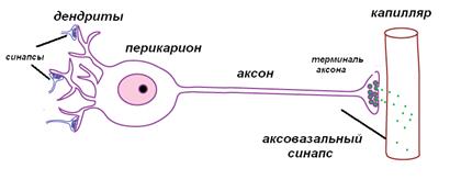 общие закономерности организации эндокринной системы - student2.ru