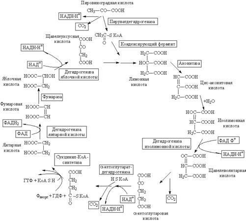 Общий путь – цикл трикарбоновых кислот - student2.ru