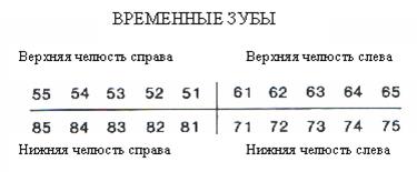 Оценка и регистрация состояния зубов - student2.ru