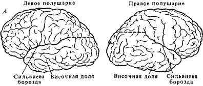 Одновременное выполнение двух дел: картирование функционального пространства мозга - student2.ru