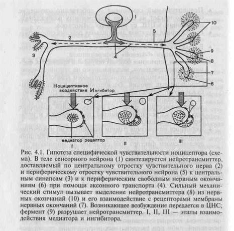 Определение и сущность боли - student2.ru