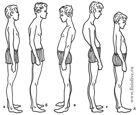 Определение искривления позвоночника - student2.ru