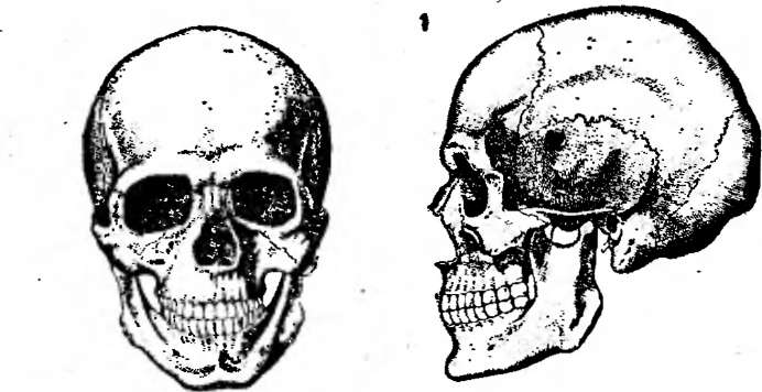 Определение пола, возраста и морфологических особенностей по черепу и другим элементам скелета - student2.ru