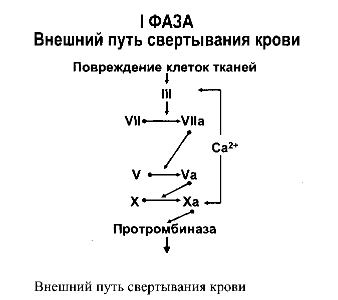 Основные положения теории свертывания крови - student2.ru
