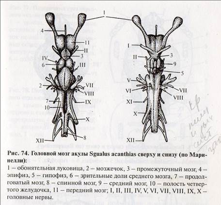 Основные типы мозга позвоночных - student2.ru