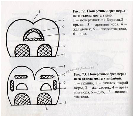 Основные типы мозга позвоночных - student2.ru
