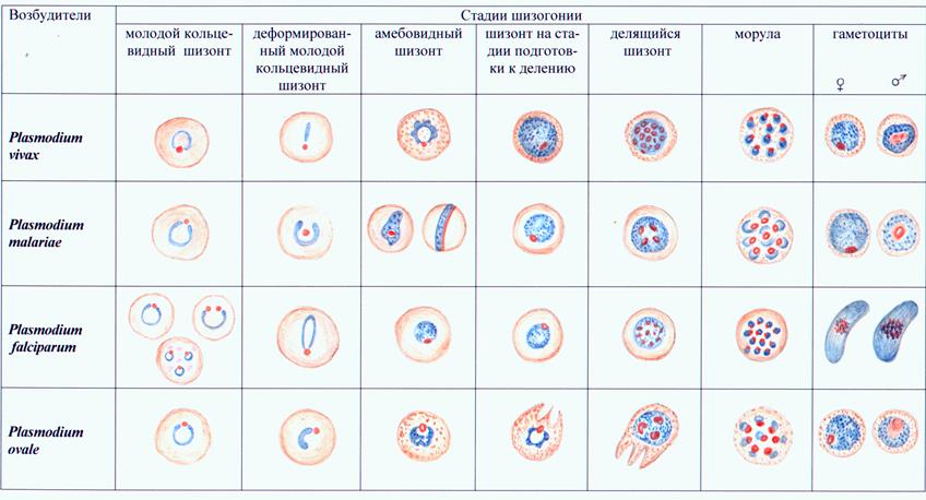 Перечень конкретных учебно-целевых вопросов - student2.ru