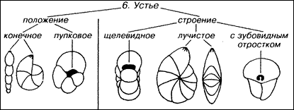 Подцарство Protozoa. Простейшие, или Одноклеточные. PR-совр. - student2.ru