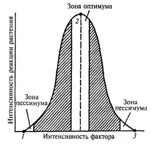 Порядок 4. Губоцветные - Lamiales 2 страница - student2.ru