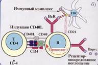 Презентация антигена и его распознавание CD8 и CD4 лимфоцитами. - student2.ru