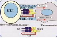 Презентация антигена и его распознавание CD8 и CD4 лимфоцитами. - student2.ru