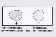 Презентация антигена и его распознавание CD8 и CD4 лимфоцитами. - student2.ru