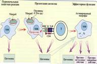 Презентация антигена и его распознавание CD8 и CD4 лимфоцитами. - student2.ru