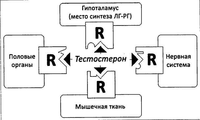 Принципы гормональной регуляции. - student2.ru