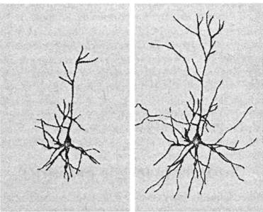 Ранняя стимуляция и развитие нейрона - student2.ru