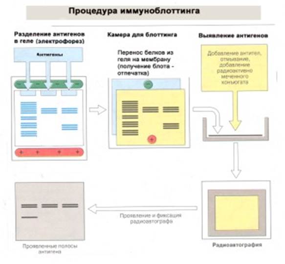 Реакция Нейтрализации на мышах с целью идентификации вируса клещевого энцефалита - student2.ru