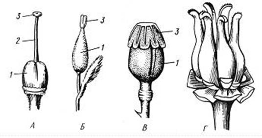 Репродуктивные органы цветковых растений - student2.ru