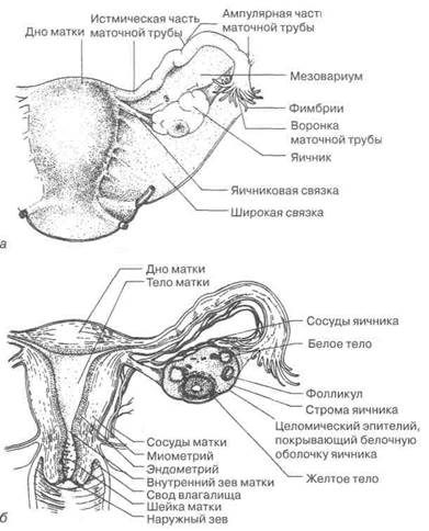 Репродуктивные органы репродуктивной системы 1 страница - student2.ru