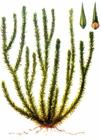 Сем. баранцовые - Huperziaceae - student2.ru