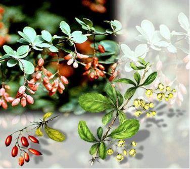 Сем. барбарисовые - Berberidaceae. Другие названия: кислянка, кислый терн - student2.ru