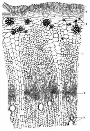 Сем. гречишные - Polygonaceae. Ботаническая характеристика.Мощное многолетнее травянистое растение высотой до 1,5-2,5 м, с коротким толстым многоглавым корневищем - student2.ru