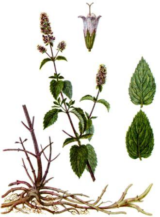 Сем. губоцветные - Lamiaceae (Labiatae) - student2.ru