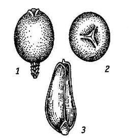 Сем. кипарисовые - Cupressaceae - student2.ru