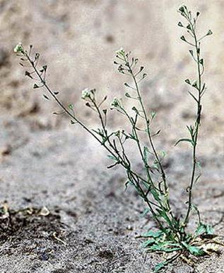 Сем. крестоцветные - Brassicaceae (Cruciferae) - student2.ru