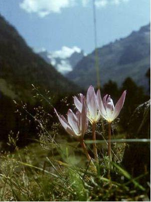 Сем. мелантиевые - Melanthiaceae - student2.ru